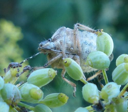 Réf. 188 926 : Dolycoris baccarum